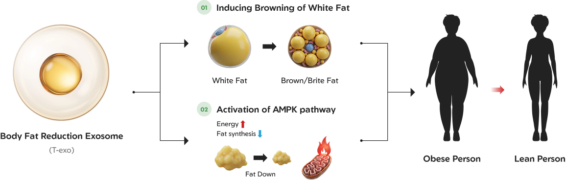 Fat Reduction