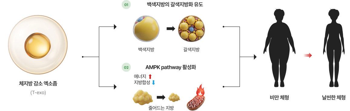 Pipeline 체지방 감소 개념도