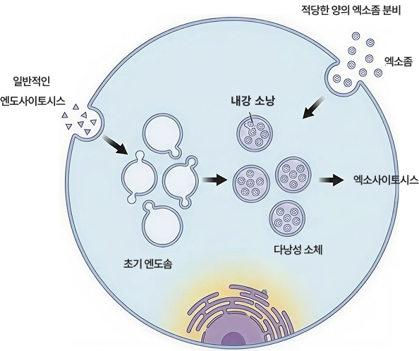엑소좀의 일반적인 생성 및 분비 그래픽