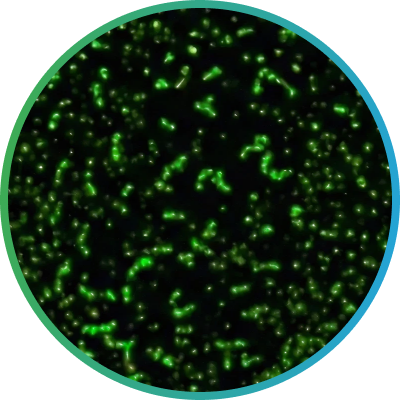 Endocytosis 유도 엑소좀의 대량 생산 결과 사진