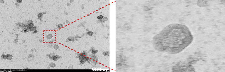 단백질 표지된 Gold particles 확대사진 1